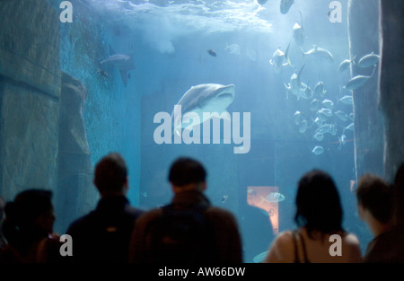 Visitors to London Aquarium South Bank watching the shark tank Stock Photo
