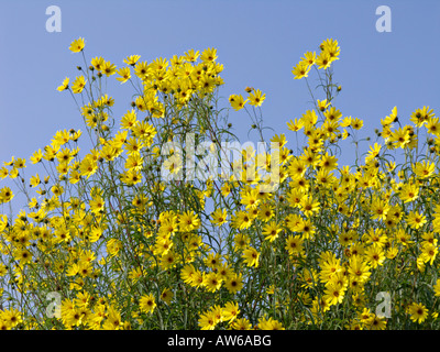 Willowleaf sunflower (Helianthus salicifolius) Stock Photo