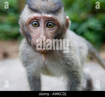 A Baby Long Tailed Macaques Macaca Fascicularis Monkey In The Monkey Forest Ubud Bali Indonesia Stock Photo