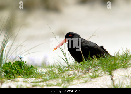 Variable Oystercatcher / Torea Pango / Haematopus unicolor (Haematopodidae) Stock Photo