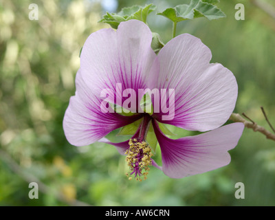 Tree mallow (Lavatera maritima) Stock Photo