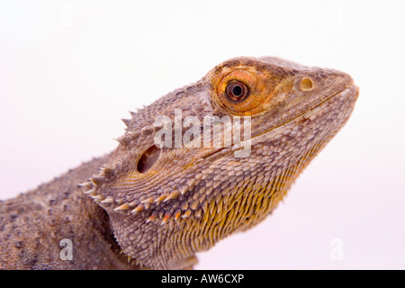 Profile close up of Bearded Dragon against white background Stock Photo