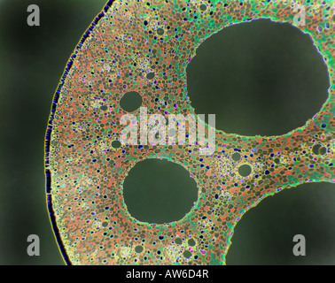 Microscopic cross section of plant stem showing cells, botanical ...
