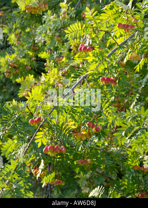 Service tree (Sorbus domestica) Stock Photo