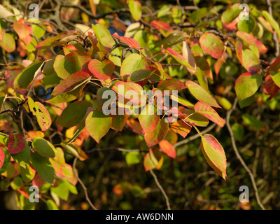 Downy service berry (Amelanchier arborea) Stock Photo
