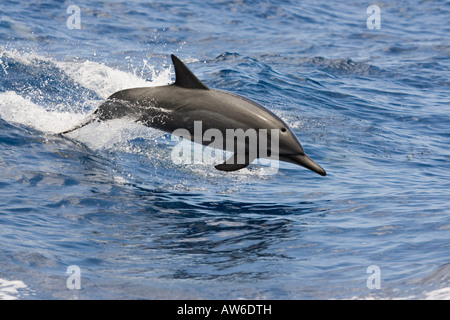 A spinner dolphin, Stenella longirostris, leaps from a wave into the Pacific air, Hawaii. Stock Photo