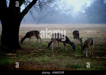 Whitetail deer grazing on a foggy morning in south Texas, McMullin County.Beautiful scenic. Deer  feed very early in the morning Stock Photo