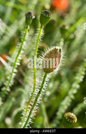 Common Poppy [Papaver rhoeas] buds Stock Photo
