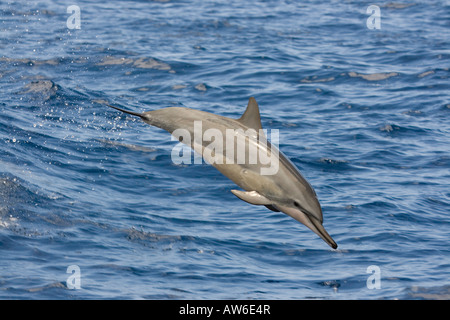 A spinner dolphin, Stenella longirostris, leaps from a wave into the Pacific air, Hawaii. Stock Photo