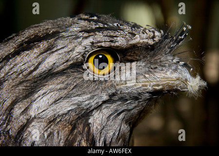 The tawny frogmouth, Podargus strigoides, is a well camouflaged owl in their native woodland habitat, Australia. Stock Photo