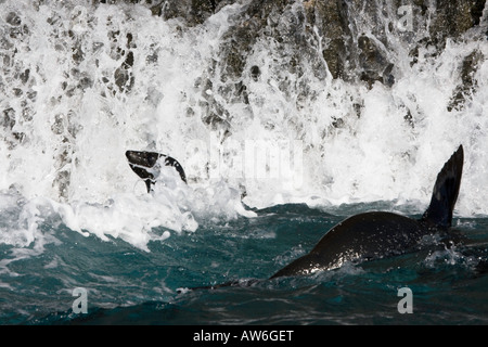 Guadalupe Fur Seals, Arctocephalus townsendi, photographed in the surf off Guadalupe Island, Mexico. Stock Photo