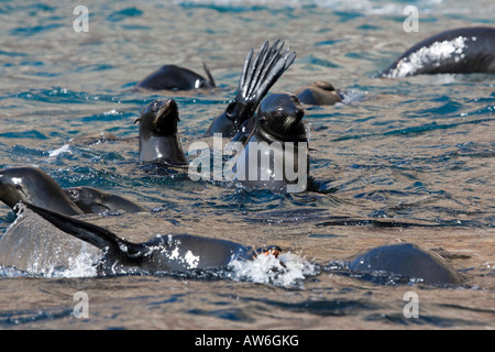 Guadalupe Fur Seals, Arctocephalus townsendi, photographed in the shallows off Guadalupe Island, Mexico. Stock Photo