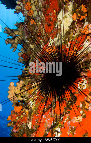 Long spined sea urchin, Diadema paucispinum, and encrusting red sponge, Hawaii. Stock Photo