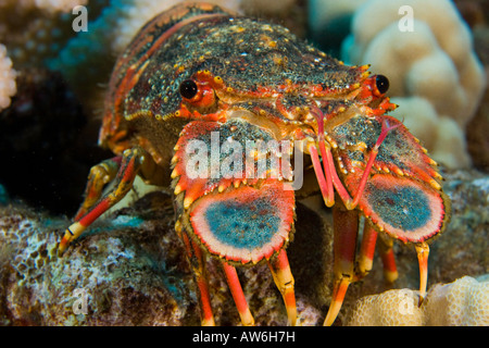 Regal slipper lobsters, Arctides regalis, are also called ... Regal slipper lobsters, Arctides regalis, are also called ...