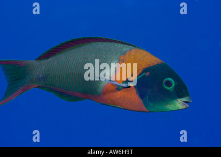 The saddle wrasse, Thalassoma duperrey, is endemic and the most common of this family in Hawaii. Stock Photo