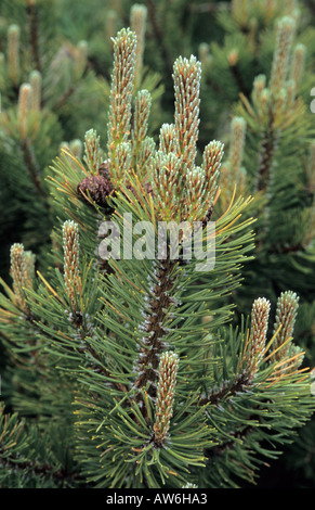 Dwarf mountain pine Pinus mugo in Pirin National Park Bulgaria Stock Photo