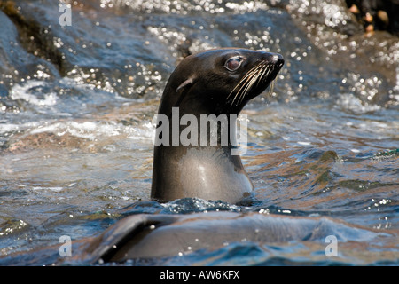 Guadalupe Fur Seals, Arctocephalus townsendi, were at one point thought to be too few in number to avoid extinction, Mexico. Stock Photo