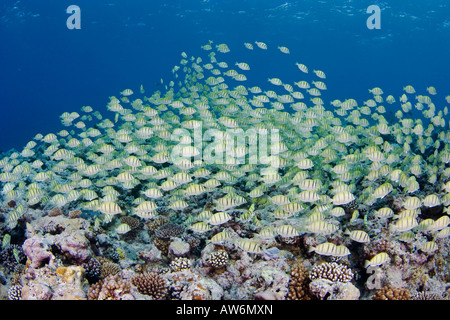 Schooling convict surgeonfish, Acanthurus triostegus, also known as convict tangs, Yap, Micronesia. Stock Photo