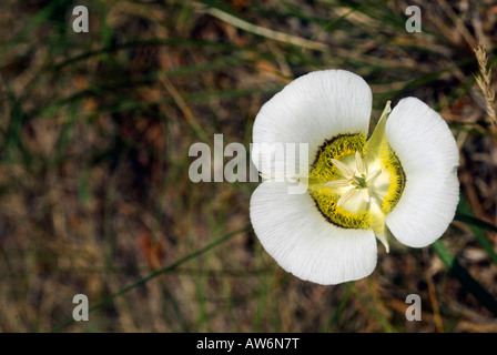 Sego Lily near Boulder Colorado Stock Photo