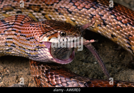 Corn Snake-Elaphe guttata. Adult feeding on mouse Stock Photo