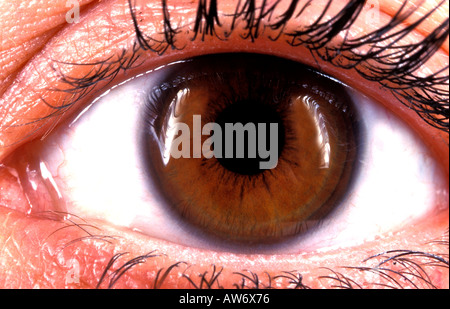 Close up of human eye brown pupil iris eyelashes United Kingdom Stock Photo