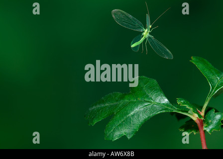 Green Lacewing Chrysopa carnea in flight flying from hawthorn leaf high speed photographic technique United Kingdom Stock Photo