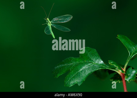 Green Lacewing Chrysopa carnea in flight flying from hawthorn leaf high speed photographic technique United Kingdom Stock Photo