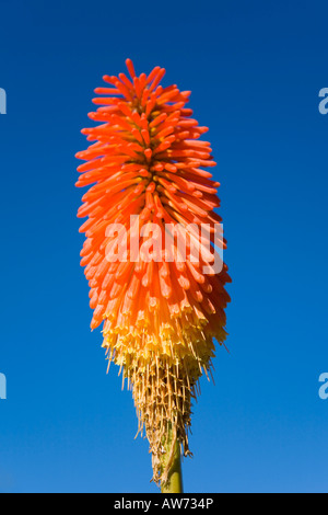 Haywards Heath, West Sussex, England. Flower of red hot poker (kniphofia) beneath a deep blue sky. Stock Photo