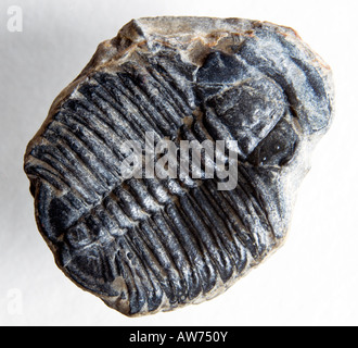 Fossil: Trilobite (Elrathia kingii) Cambrian period - 500m years old, from Utah USA (c1 3cm long) Stock Photo