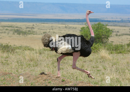 Ostrich, Masai Mara, Kenya Stock Photo