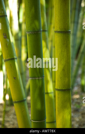 Bamboo Quail Botanical Gardens Encinitas California, USA Stock Photo