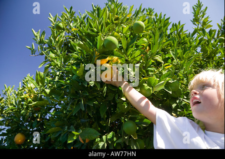 Girl picking from Orange Grove Escondido, California, USA Stock Photo