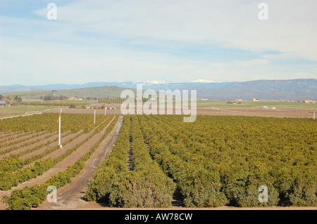 citrus orchard central valley of California USA wind machines Sierra Nevada mountains winter sky Stock Photo