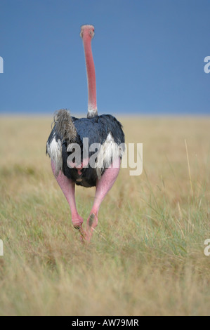 Ostrich from backside in the rain, Masai Mara, Kenya Stock Photo