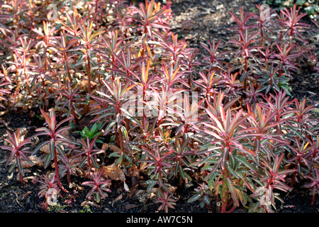 EUPHORBIA SIKKIMENSIS NEW GROWTH IN EARLY MARCH Stock Photo