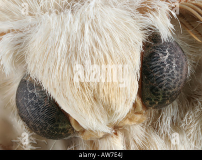 Macro photo of the face of a silkworm moth, Bombyx mori, showing compound eyes. Stock Photo