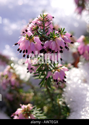 Winter heather (Erica carnea syn. Erica herbacea) Stock Photo