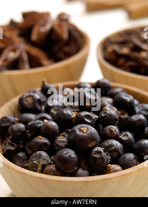 Common juniper (Juniperus communis) Stock Photo