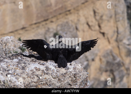 California Condor immature 248, Gymnogyps californianus, sunning on rock outcrop. Stock Photo