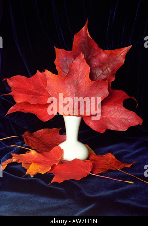 Sugar maple leaves vase red crimson purple artistic magic botanical botanic flora floral color colorful arrangement table top Stock Photo