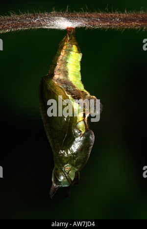 White Admiral Butterfly Pupae Ladoga camilla just pupated United Kingdom Stock Photo