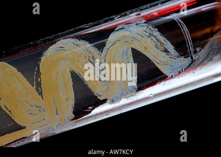 Agar slant tube culture of Kocuria rhizophila (Micrococcus luteus). Stock Photo