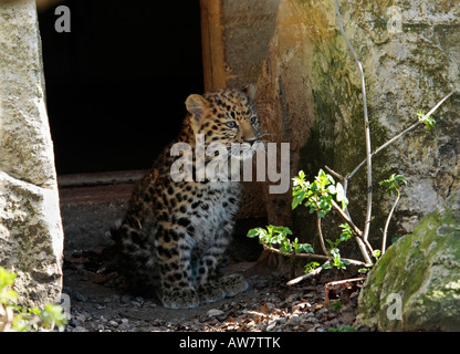 Amur Leopard cub bred in captivity at Marwell Zoo Hampshire Stock Photo