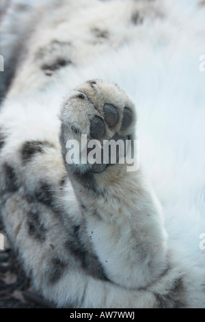 Snow Leopard hind paw Uncia uncia Stock Photo