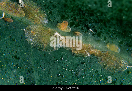 Soft brown scale insects Coccus hesperidum and honeydew on a house plant leaf Stock Photo