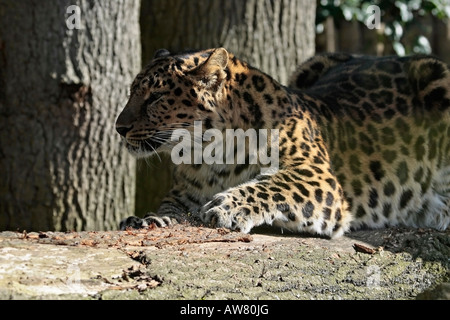 Adult female Amur Leopard sharpening her claws on tree trunk Stock Photo