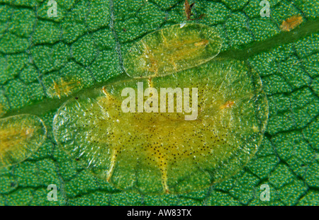 Soft brown scale insect Coccus hesperidum immature females on bay laurel Stock Photo