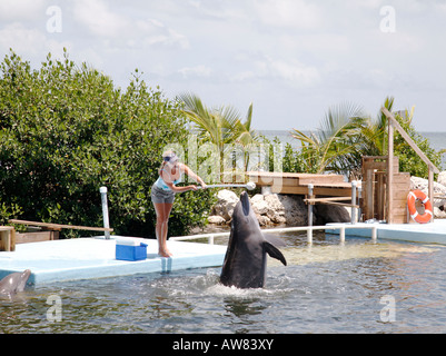 Dolphin trainer at work at the Dolphin research center at the Keys in Florida USA Stock Photo