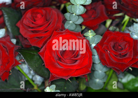 A bunch of very Red Roses - Genetically Modified (GM Stock Photo - Alamy
