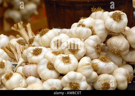 fresh garlic bulbs and cloves on sale and displayed for purchase at the garlic festival on the isle of wight newchurch sandown Stock Photo